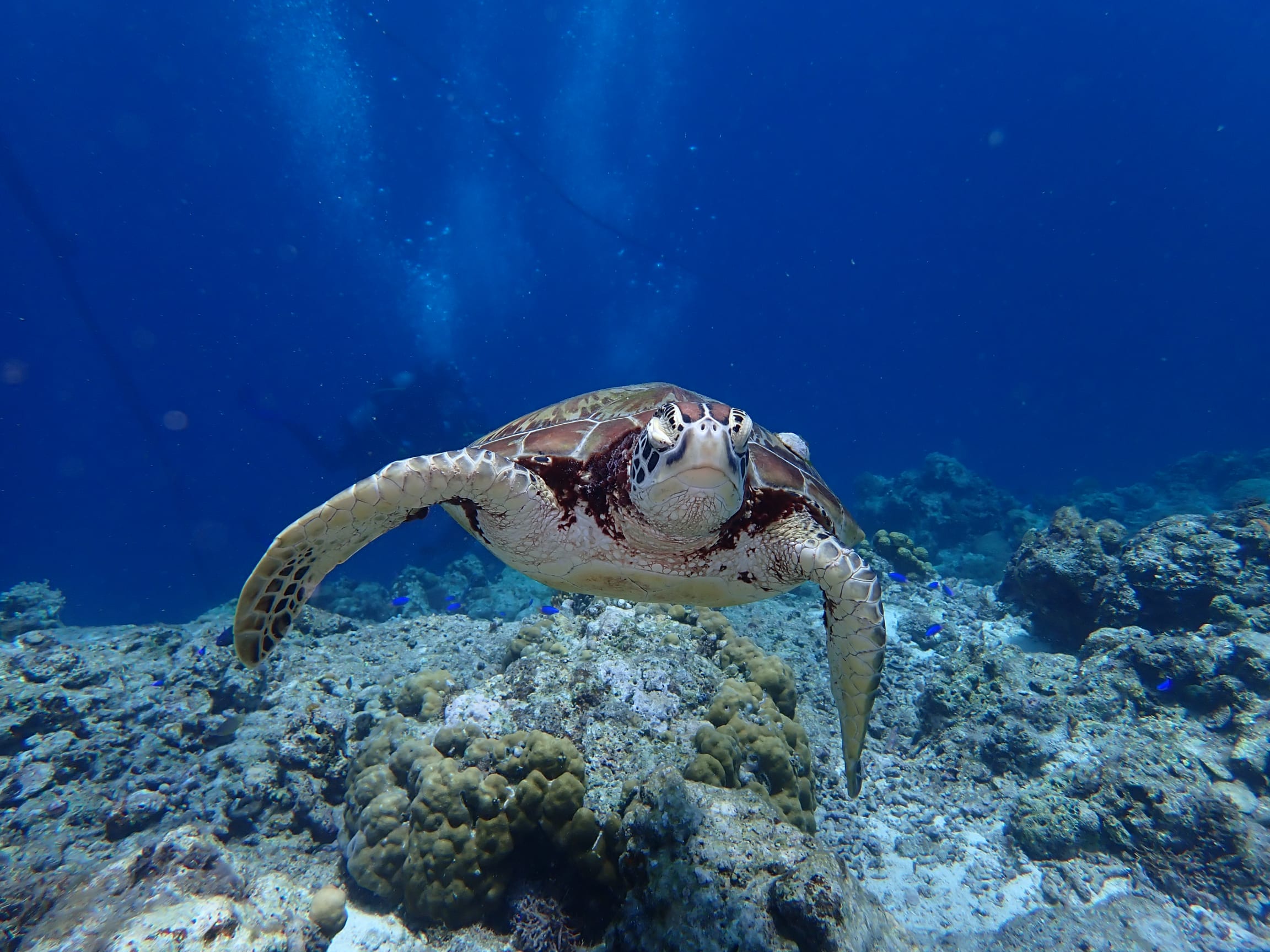 Sea turtle swimming over a Cebu reef