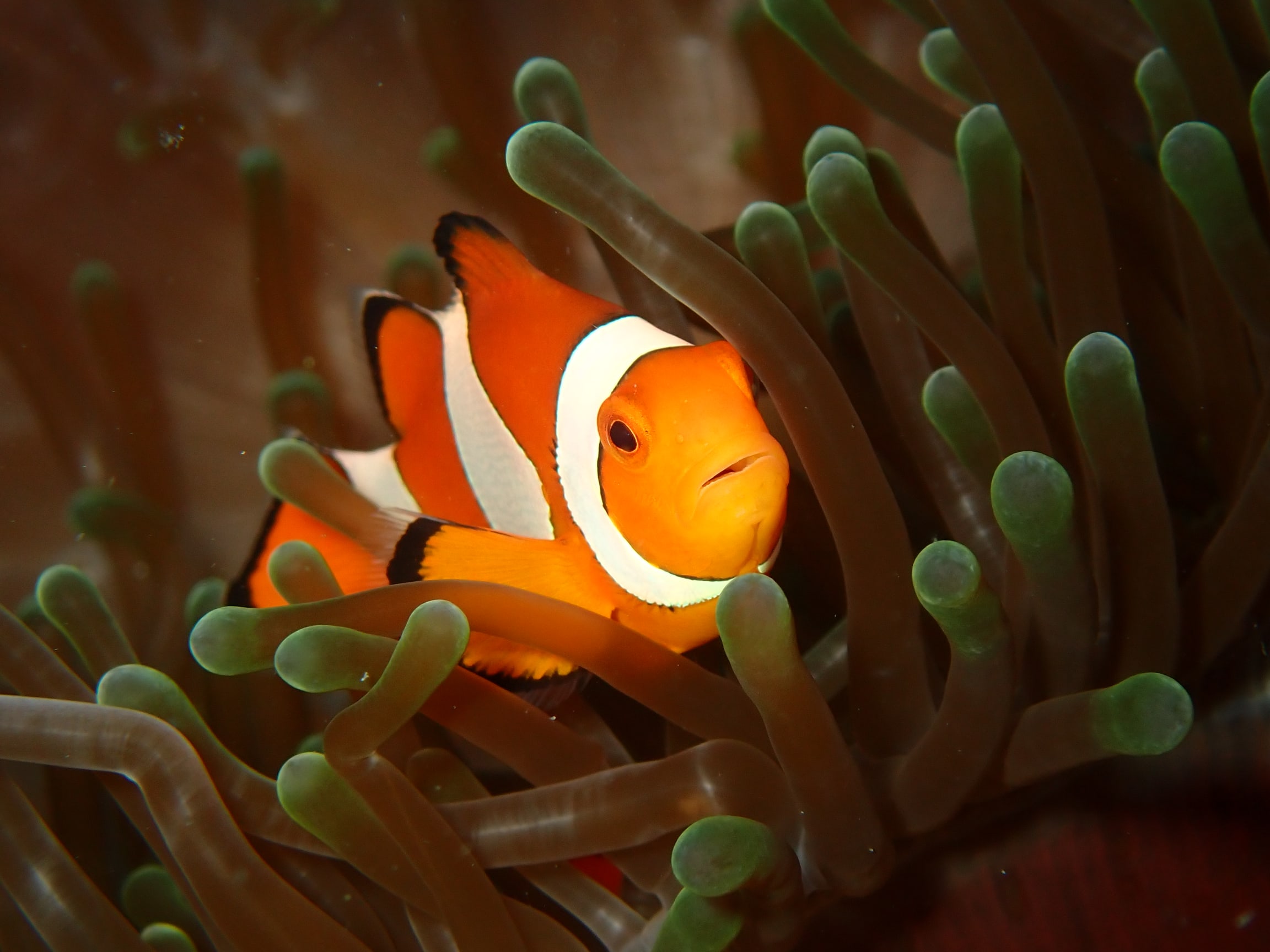 Clownfish nestled among anemone tentacles