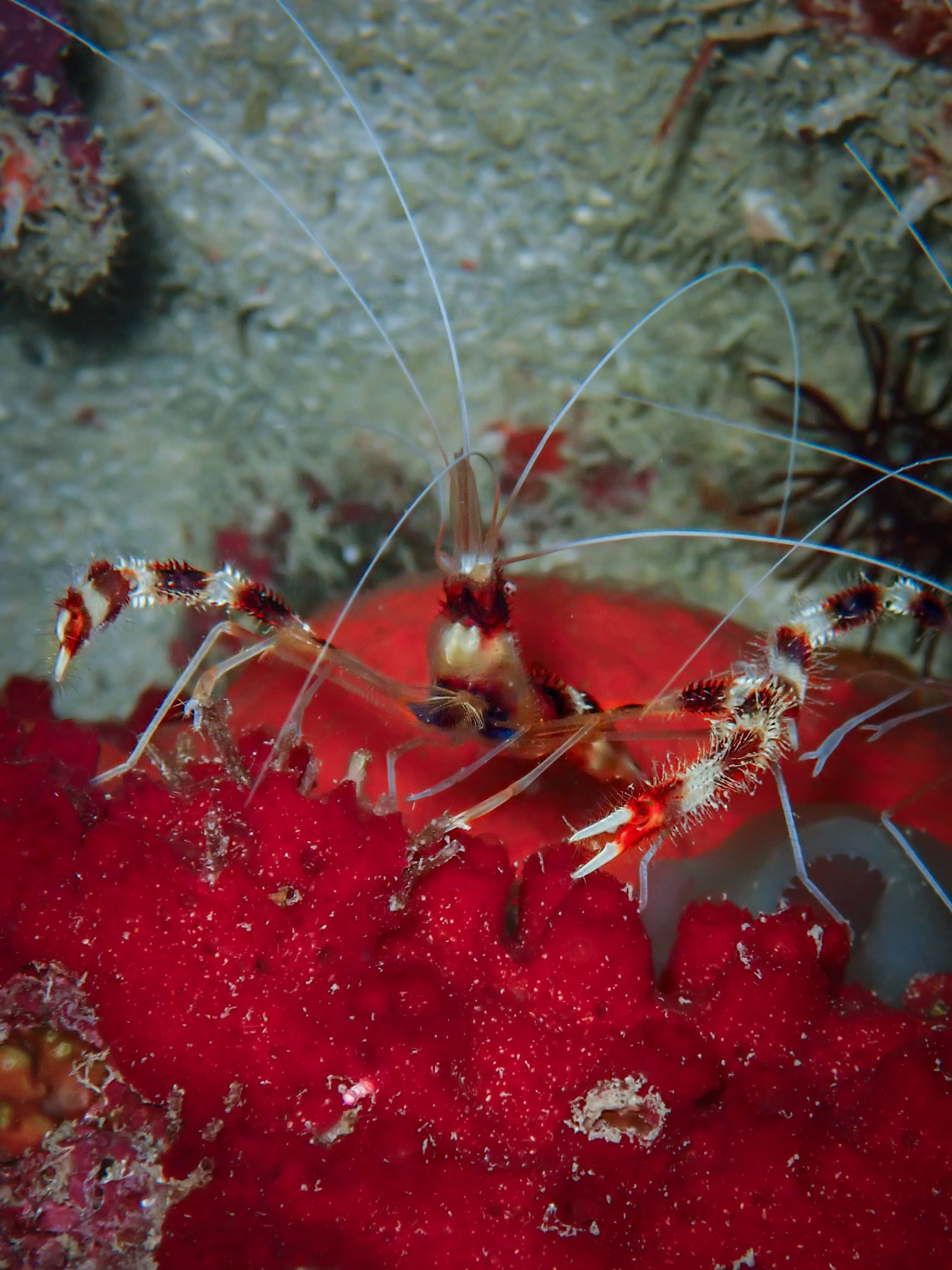 Shrimp with long antennae on the reef