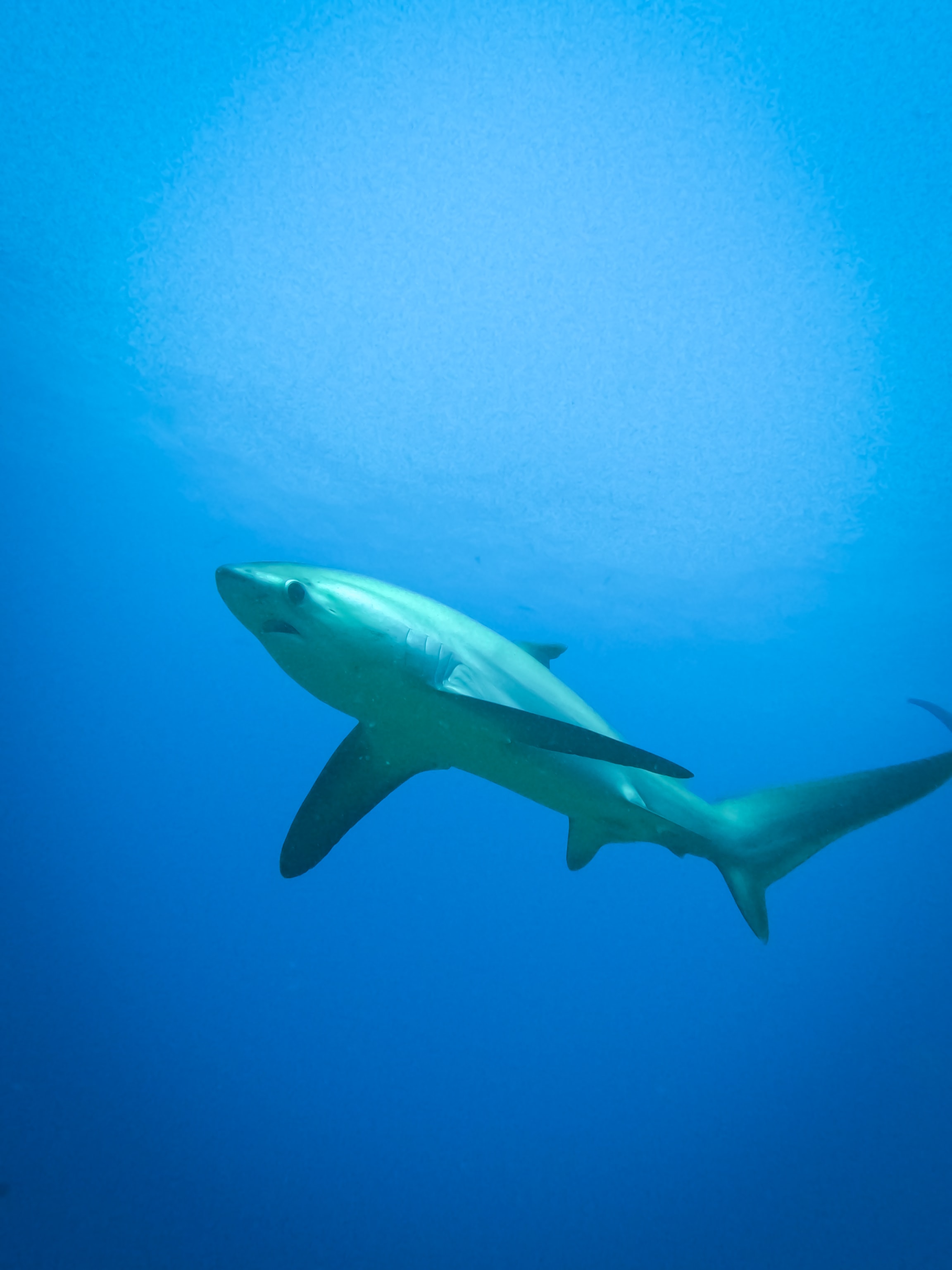 Thresher shark swimming through blue water