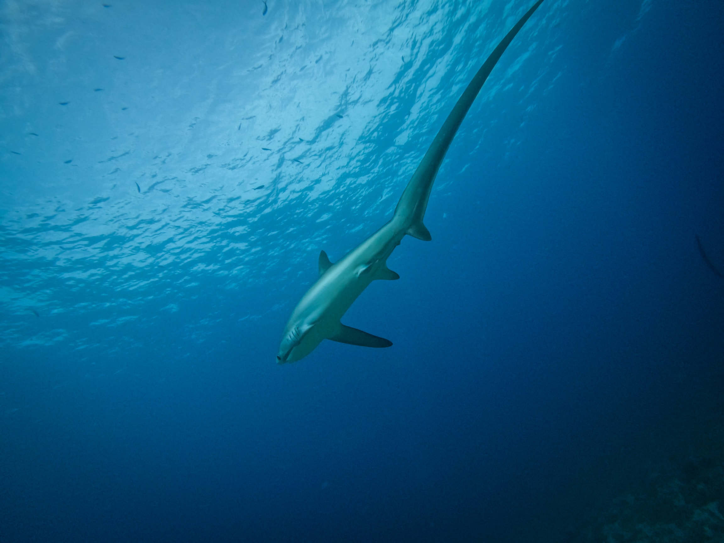 Thresher shark seen from below
