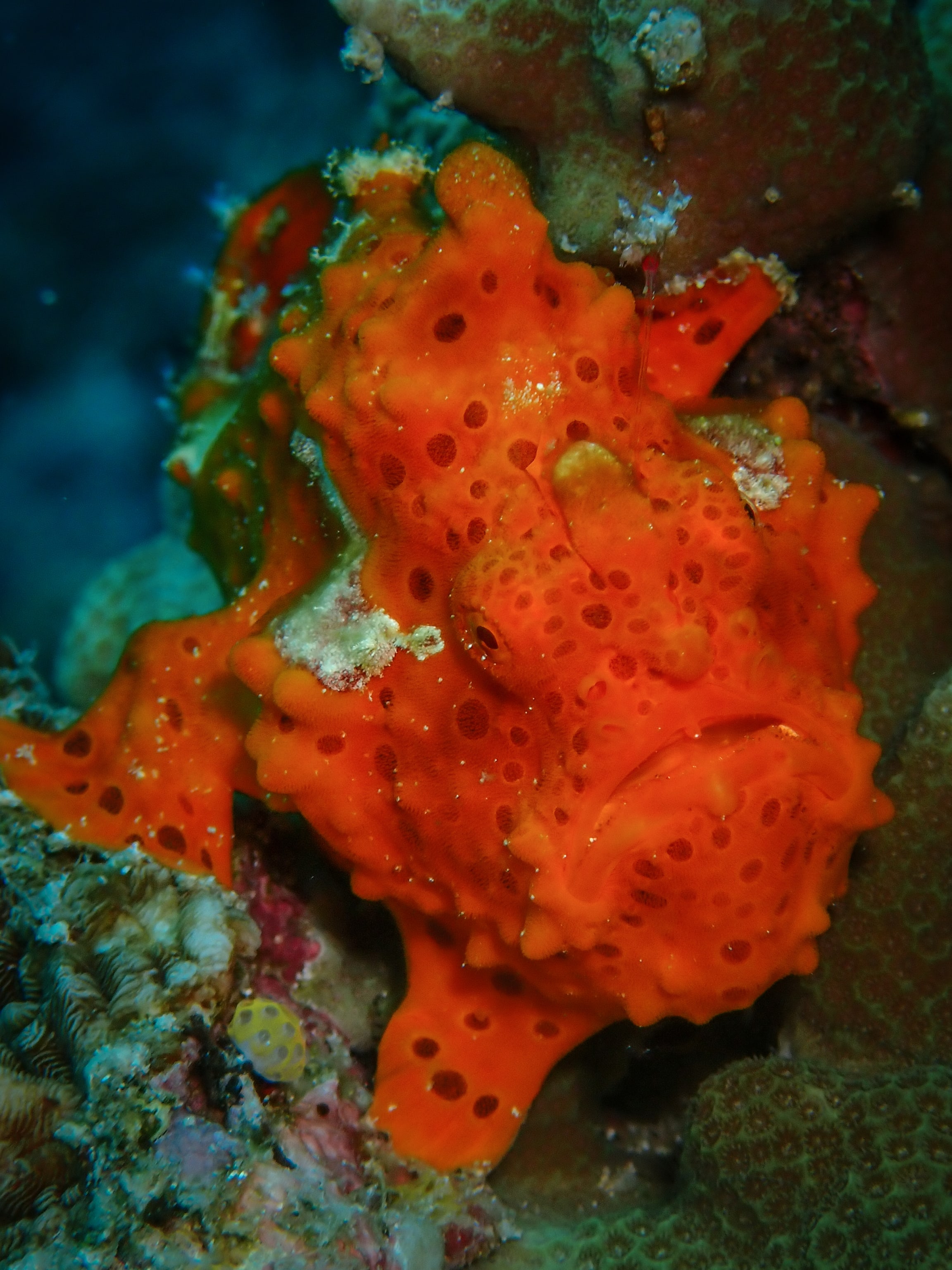 Orange frogfish camouflaged against the reef
