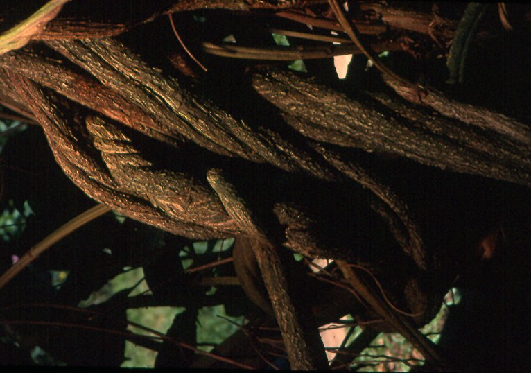 A section of Banisteriopsis caapi vine — the MAO-inhibitor half of the ayahuasca brew