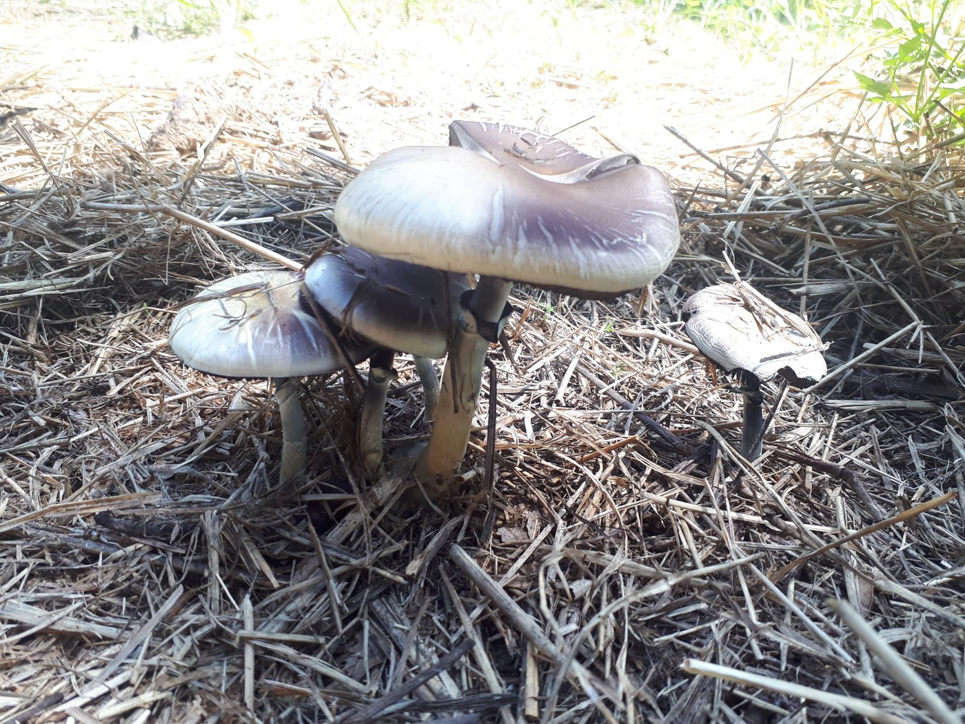 A Psilocybe cubensis mushroom — the most-studied species containing psilocybin