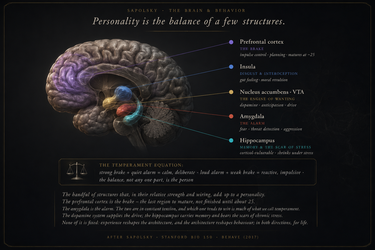 Sapolsky brain diagram: personality as the balance of prefrontal cortex, amygdala, nucleus accumbens, hippocampus, and insula
