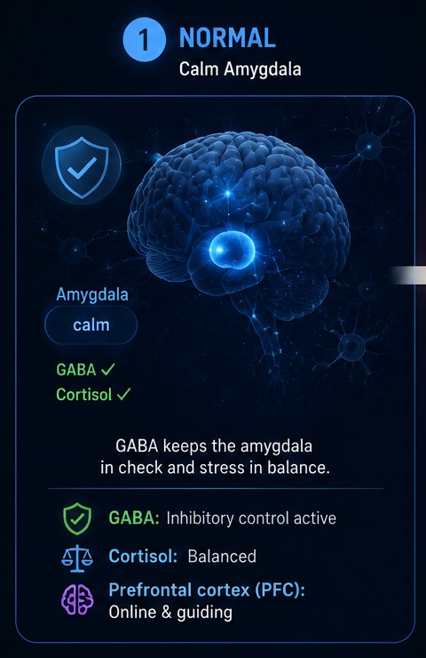 Panel 1 — Normal: a calm amygdala kept in check by GABA, with cortisol balanced and the prefrontal cortex online and guiding