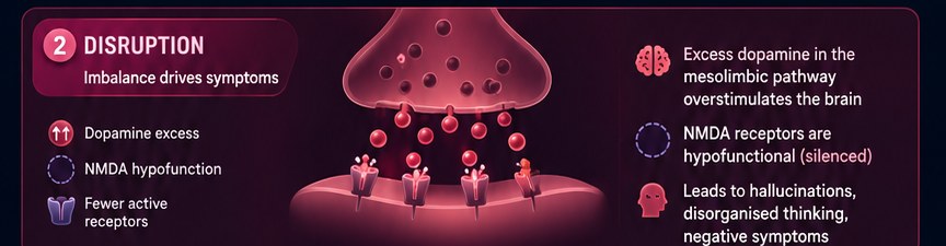 Disruption — imbalance drives symptoms: excess dopamine in the mesolimbic pathway, hypofunctional NMDA receptors, leading to hallucinations and negative symptoms