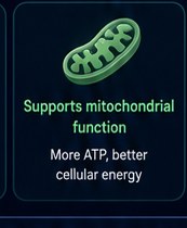 Mechanism 2 — Supports mitochondrial function; more ATP, better cellular energy