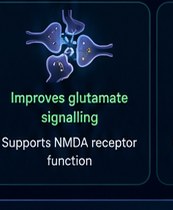 Mechanism 4 — Improves glutamate signalling; supports NMDA receptor function