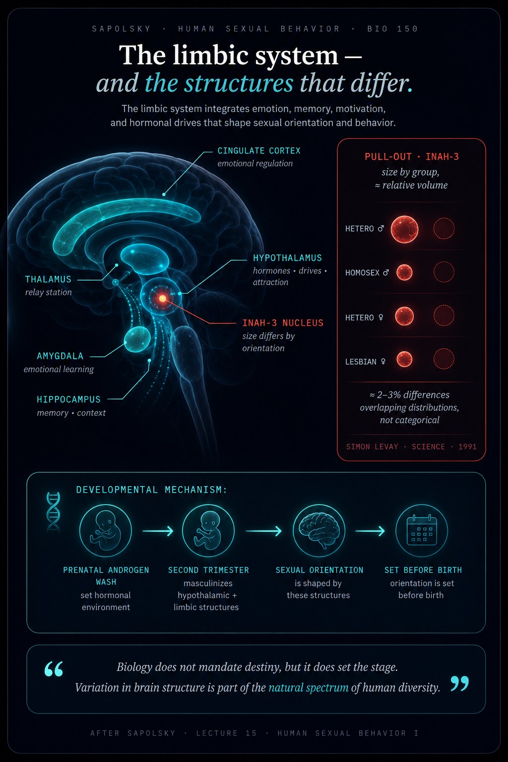 Limbic system diagram showing hypothalamus, INAH-3 nucleus, amygdala, hippocampus and thalamus; INAH-3 size comparison by orientation; prenatal androgen developmental mechanism