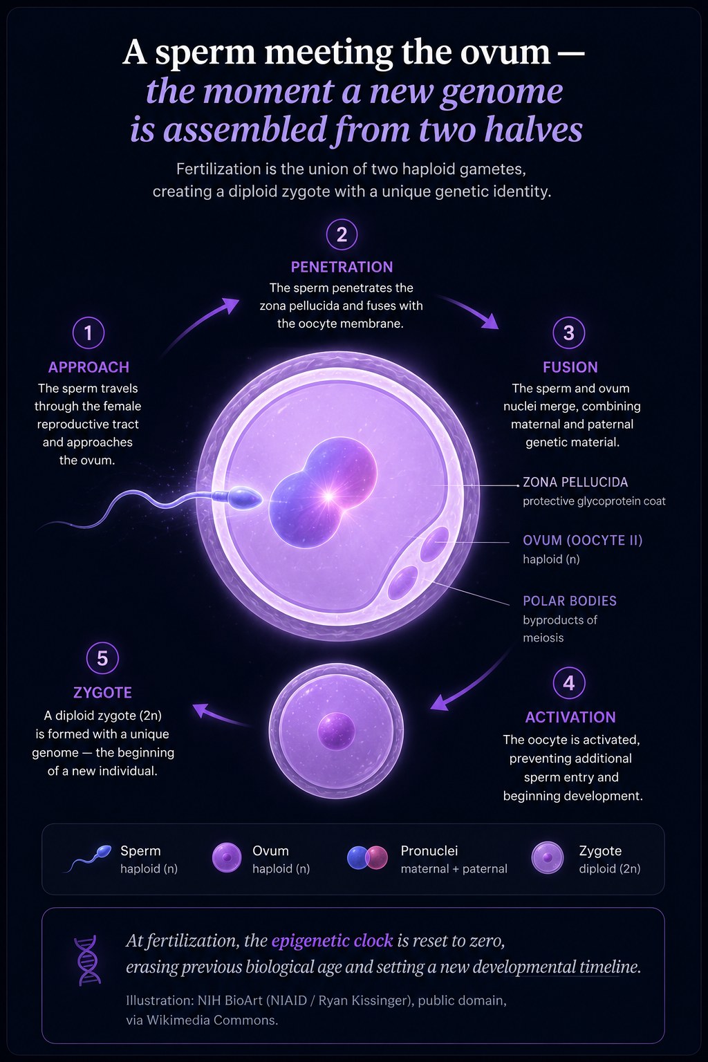 Fertilization infographic: 5-step process from sperm approach to zygote formation, with zona pellucida, pronuclei fusion, and epigenetic clock reset