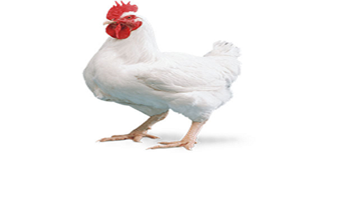 Broiler Murgi