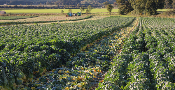 Succession in farming: Planning is not just about inheritance tax