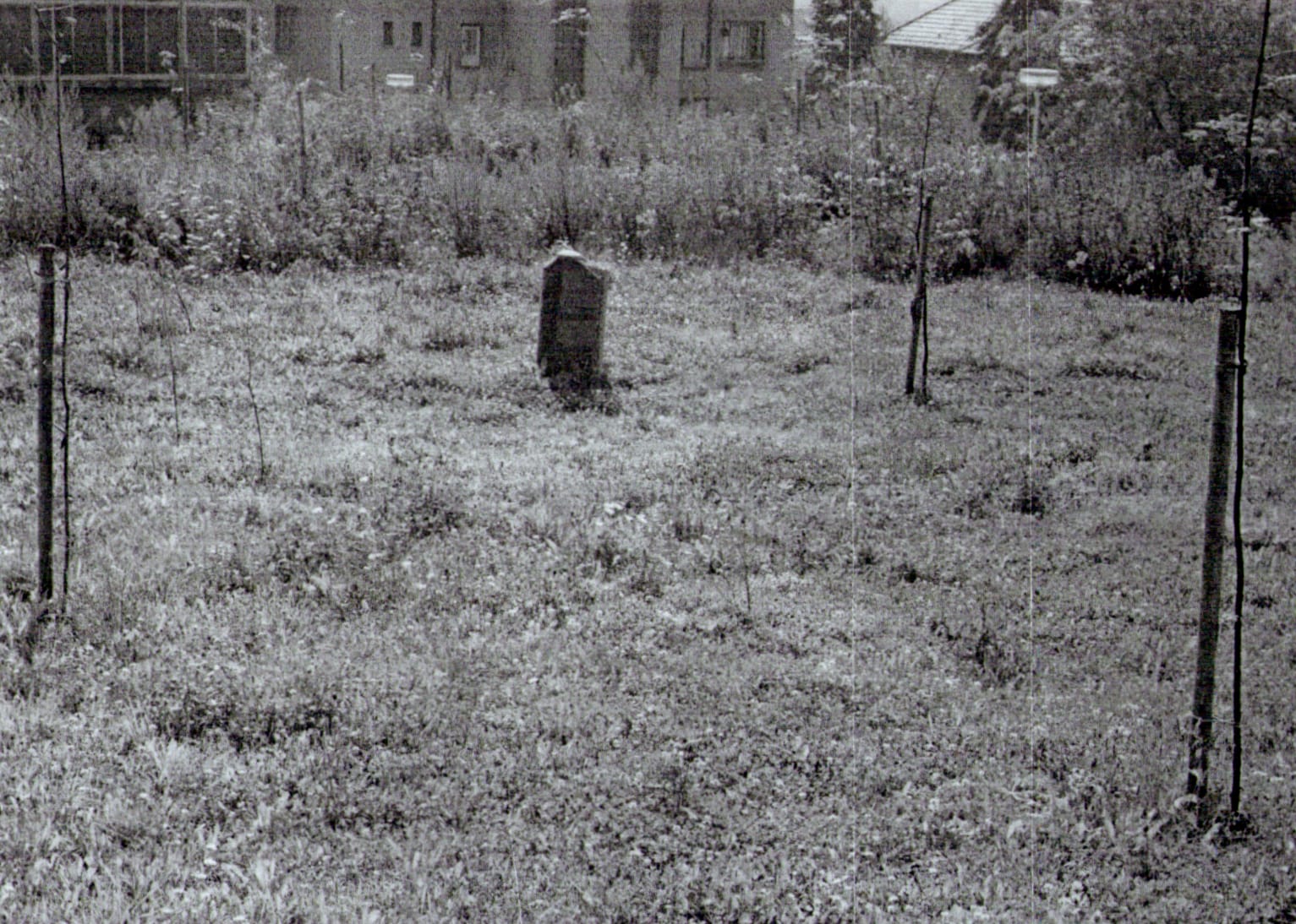 Stromky na Krčské stráni