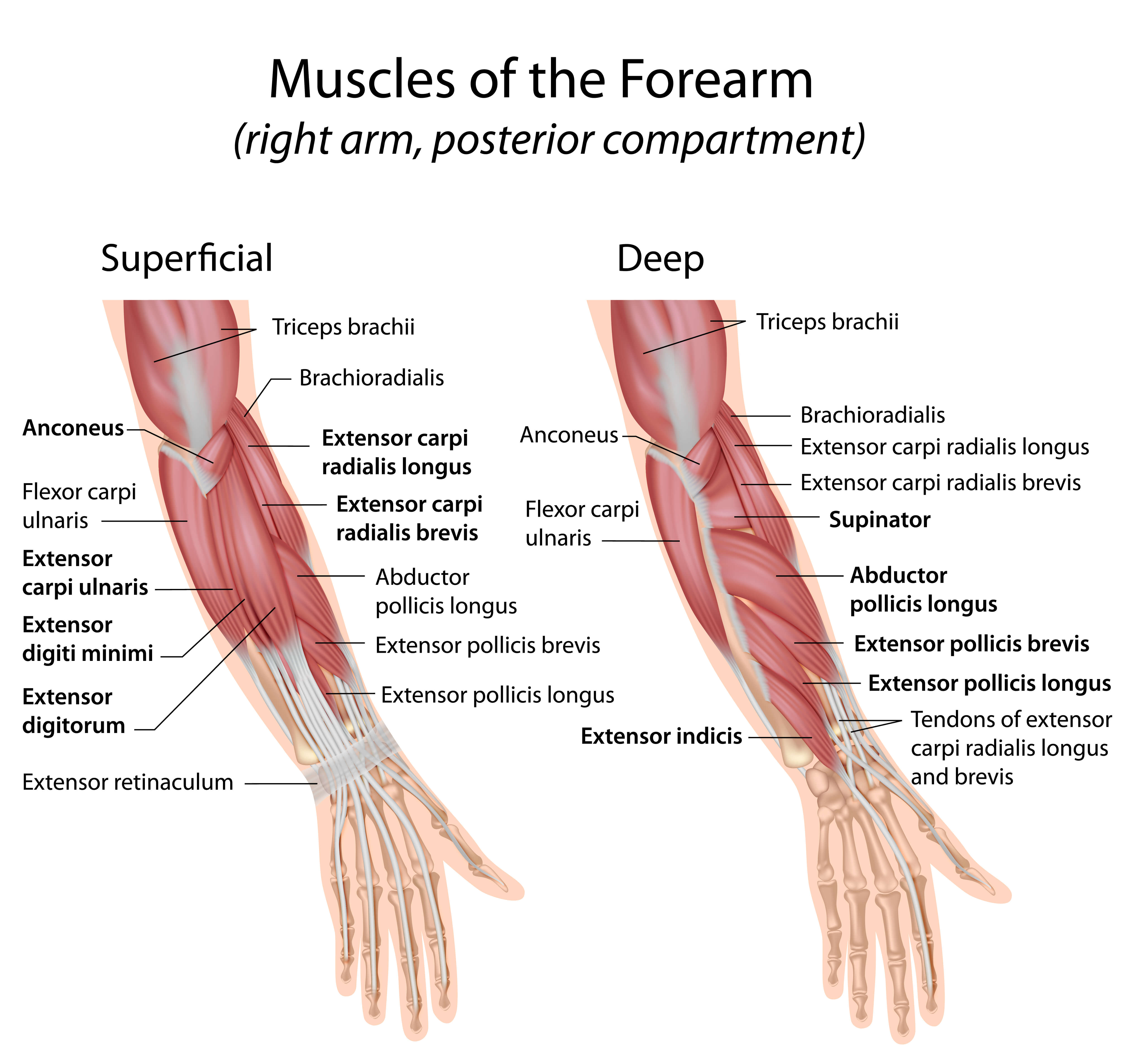 Musculus extensor carpi radialis brevis - sportbachelor