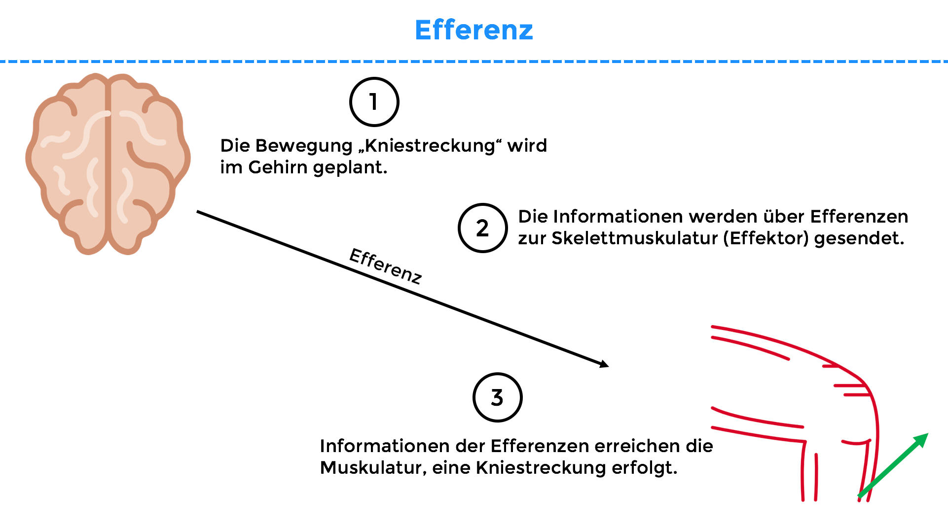 Efferenz sportbachelor