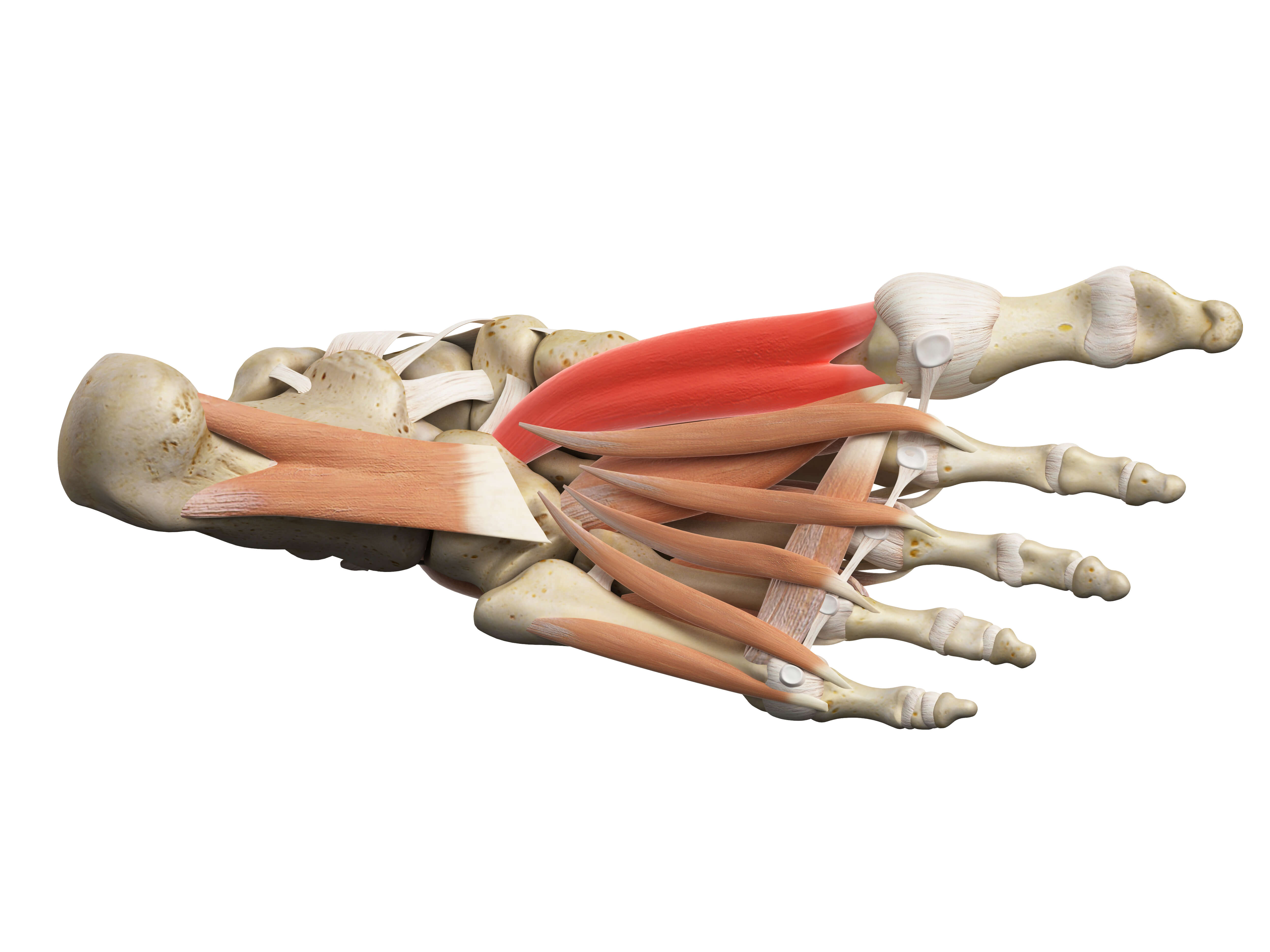 Musculus Adductor Longus