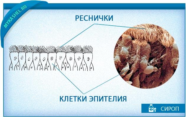 Ресницы выполняют функции. Реснички клетки. Клетки с ресничками у человека. Реснички биология. Строение ресничек клетки.