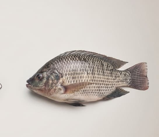 Frozen Tilipia 600g