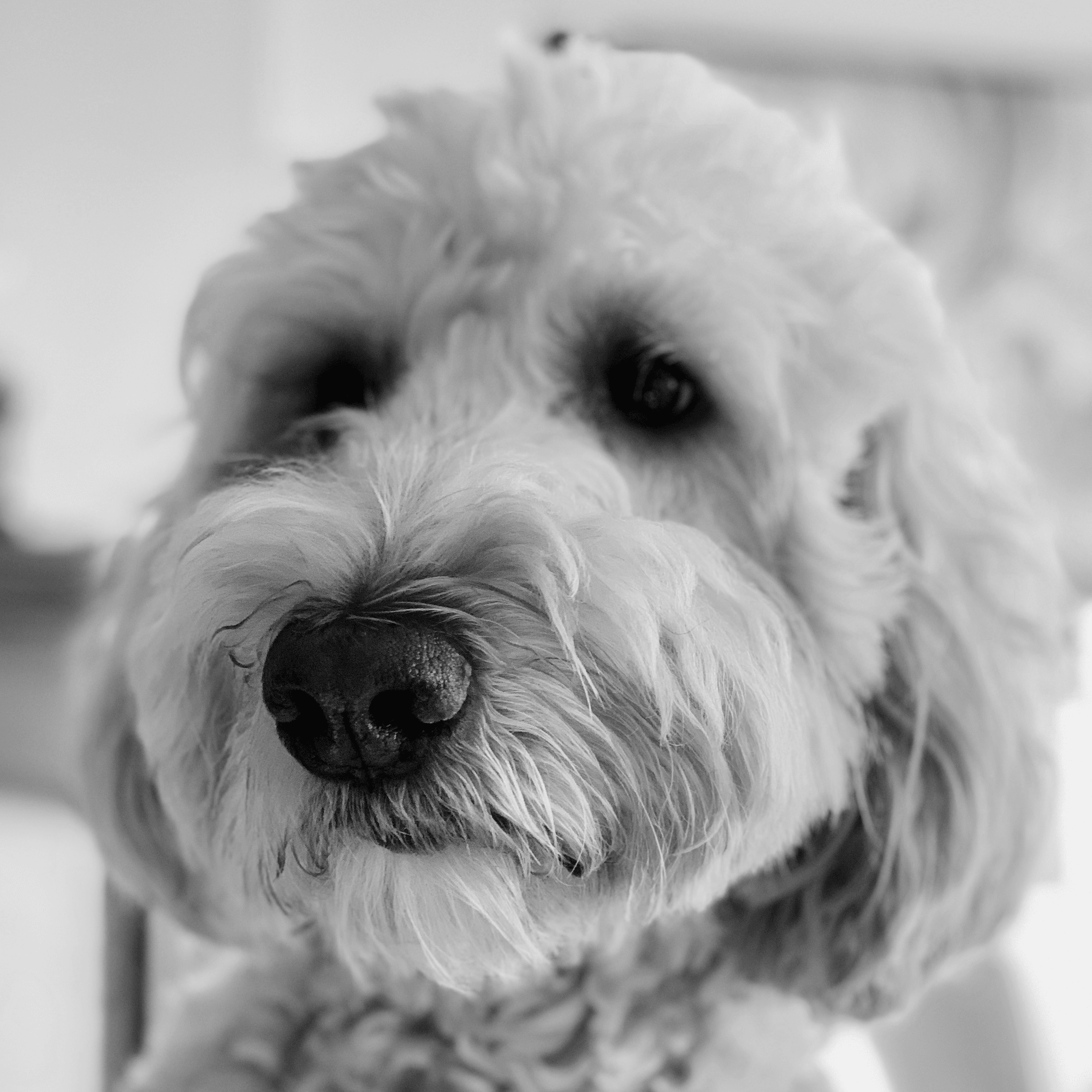 Laika
