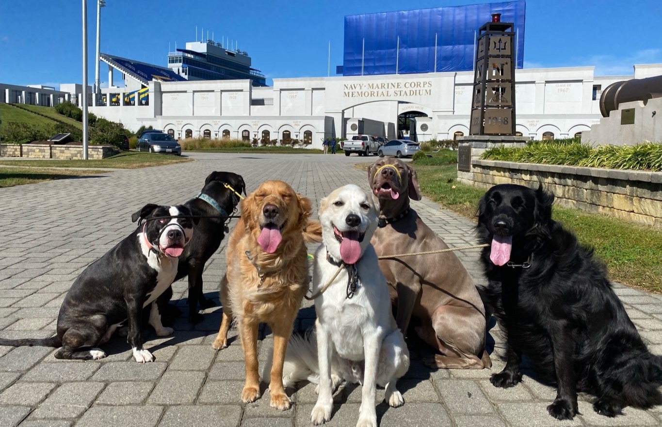 dog obedience training