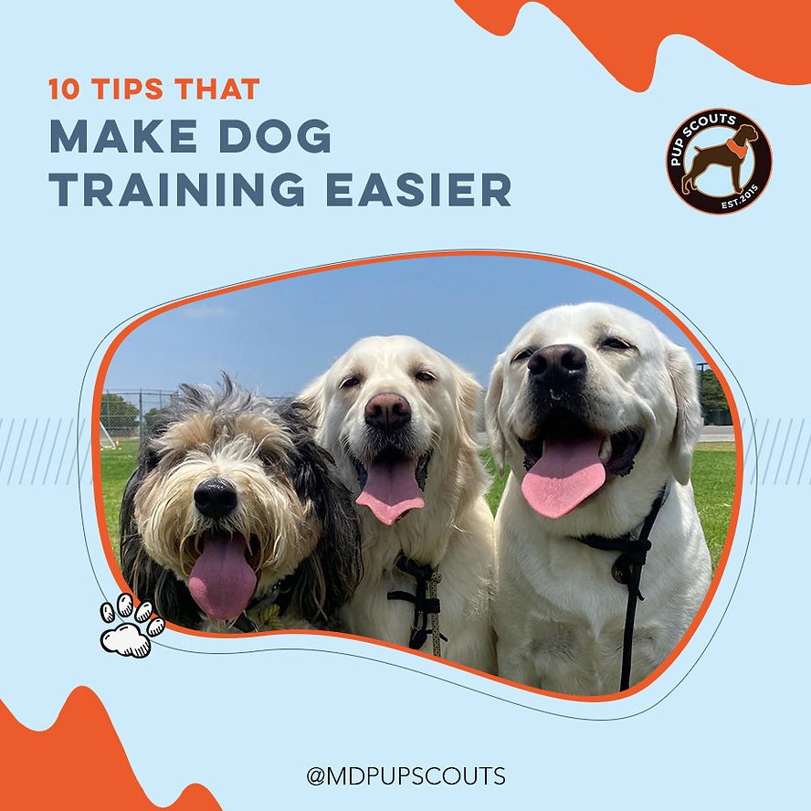 10 Tips That Make Dog Training Easier – MD Pup Scouts