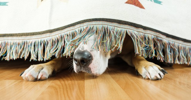 dog boarding services
