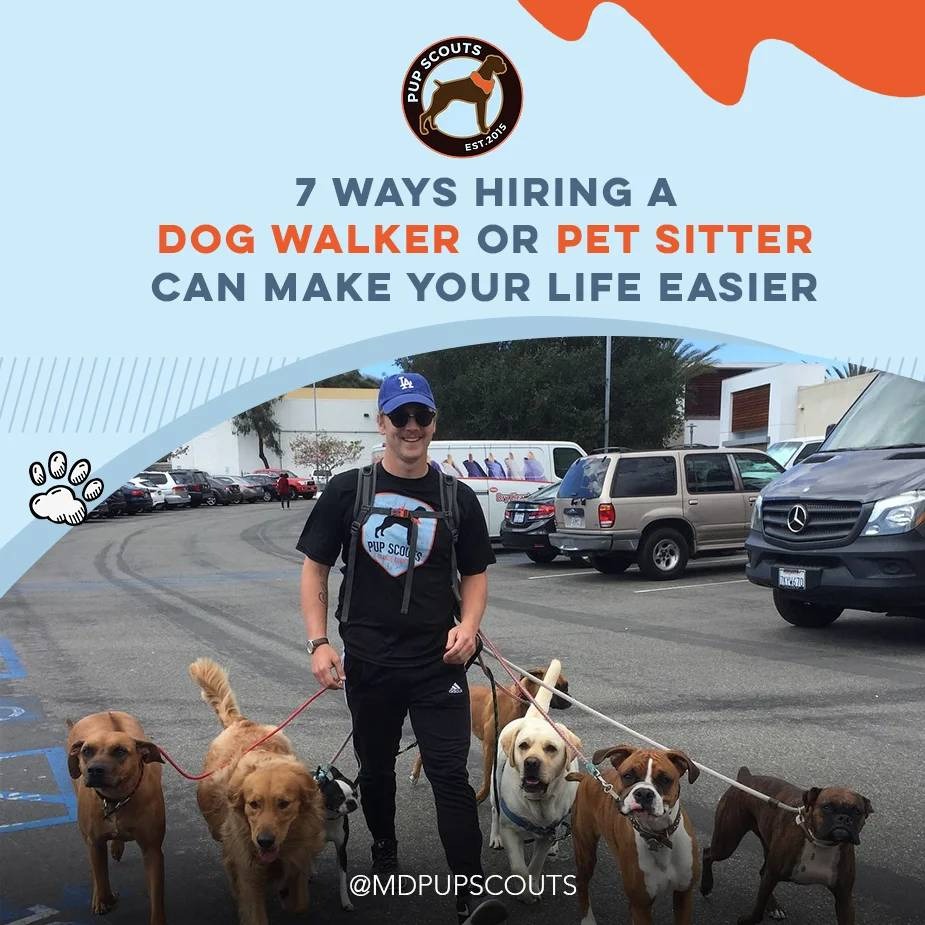 7 Ways Hiring a Dog Walker or Pet Sitter can Make your Life Easier