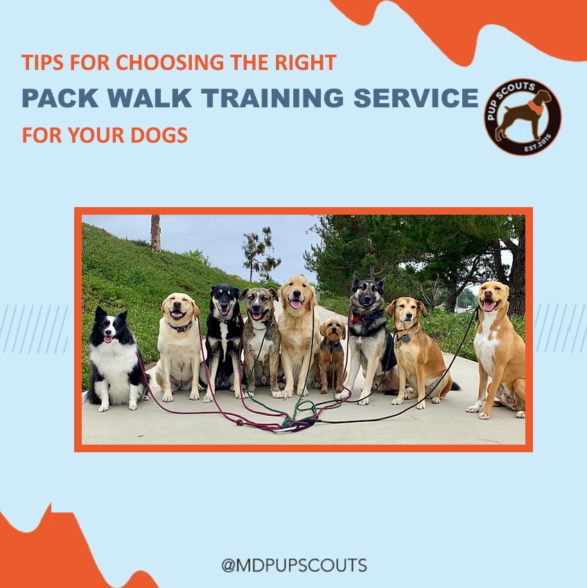Tips for Choosing the Right Pack Walk Training Service for Your Dog