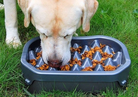 pack dog walking services