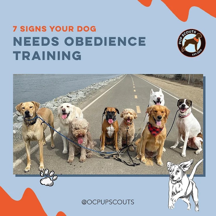 7 signs your dog needs obedience training