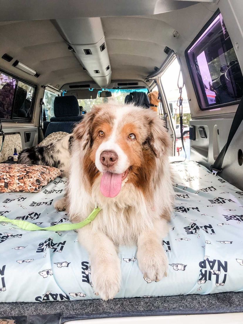 Should I Shave My Dog's Hair In The Summer?