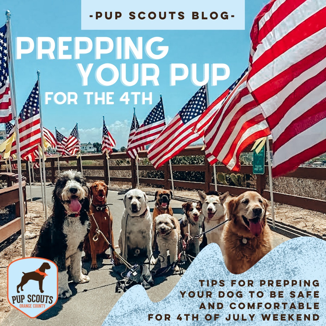 prepping your pup for the 4th