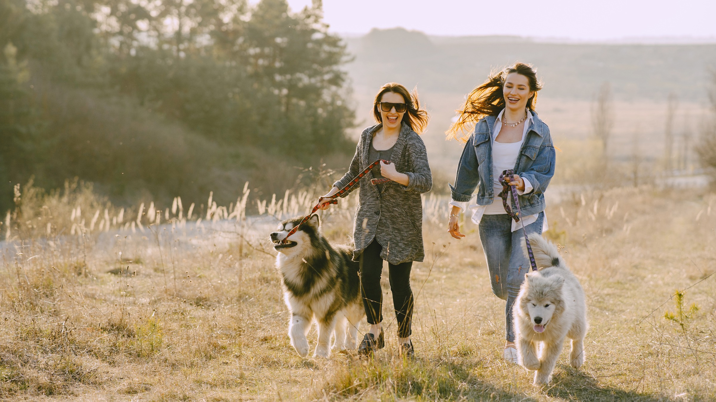 Dog Training Severna Park MD: Leash Reactivity Solutions