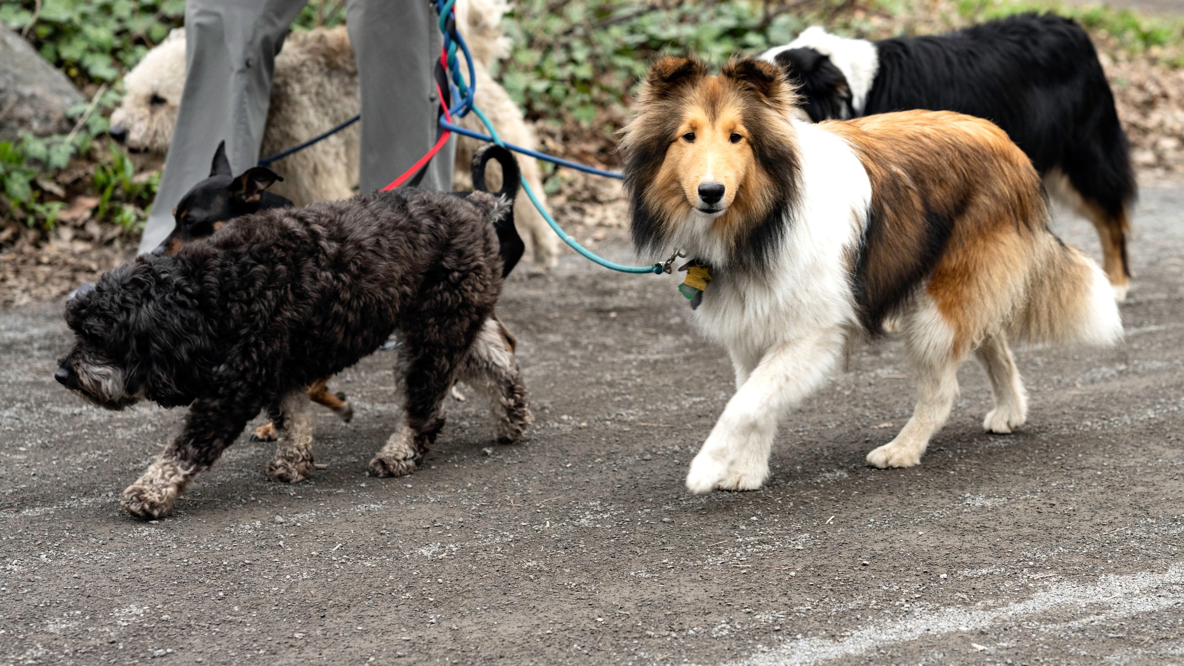 Pack Walk Benefits for Dogs: Science Behind Group Exercise