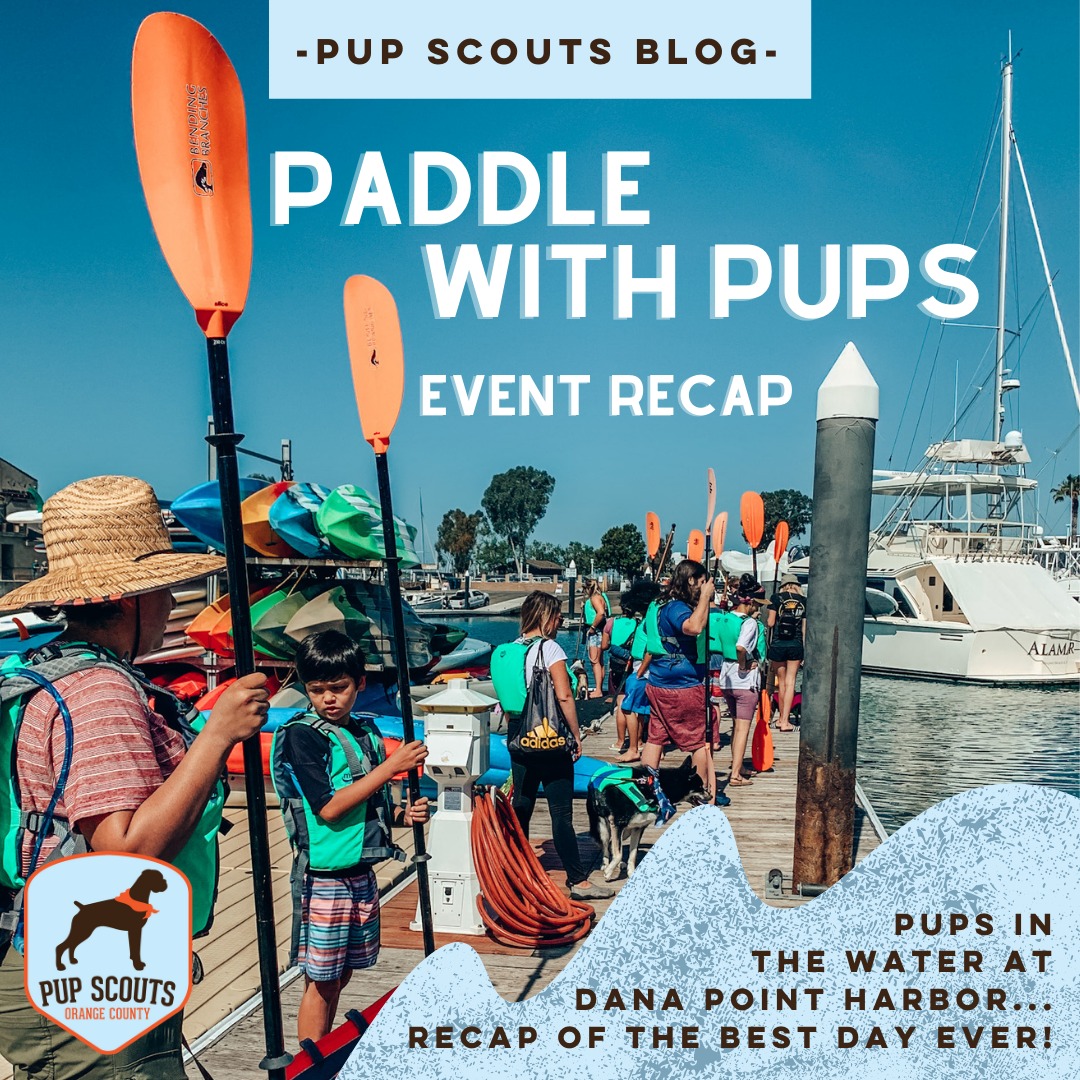 puddle with pups event recap