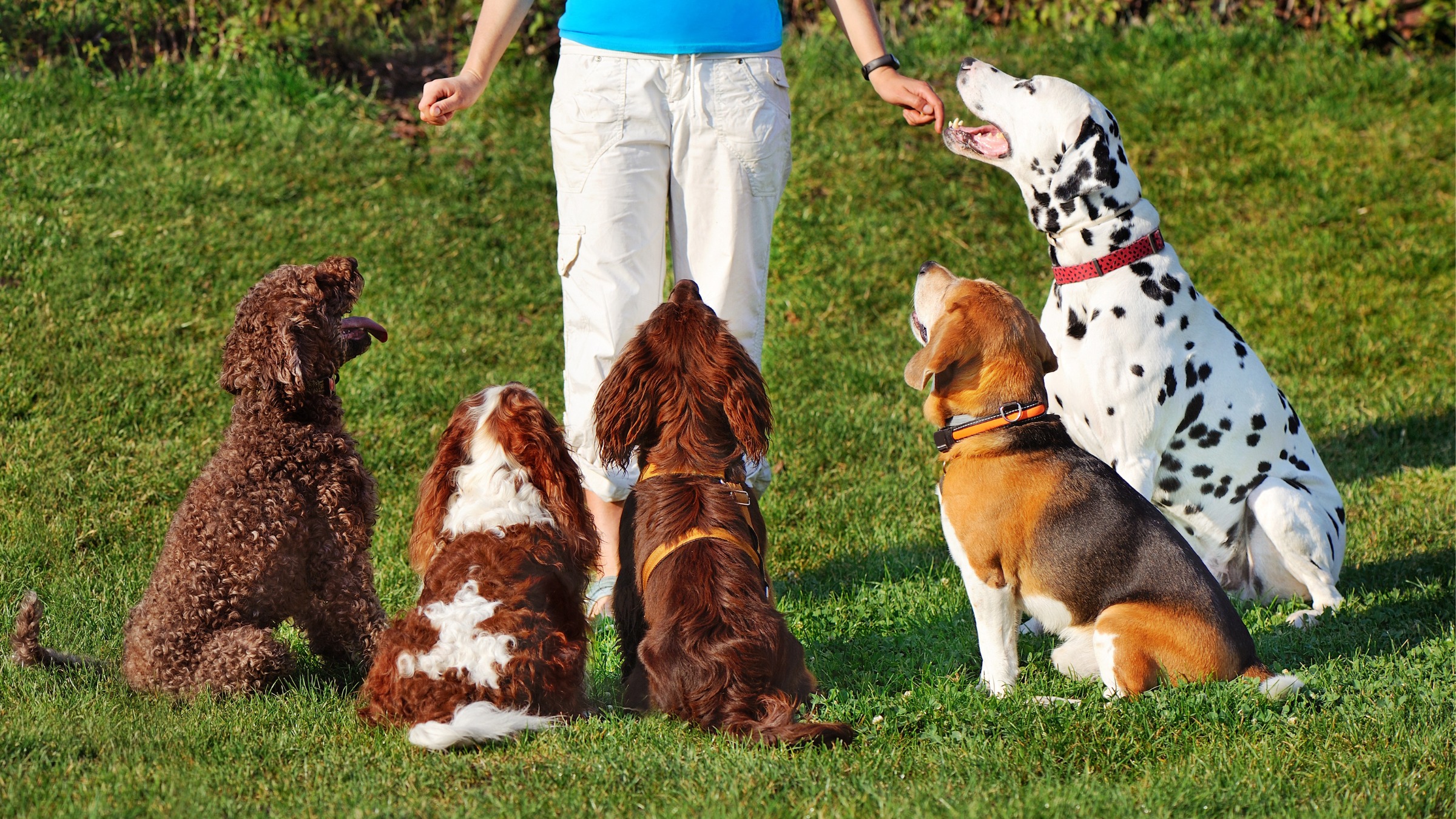 Professional Dog Training Methods