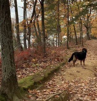 Dog-Friendly Hikes in Annapolis The Ultimate Guide!