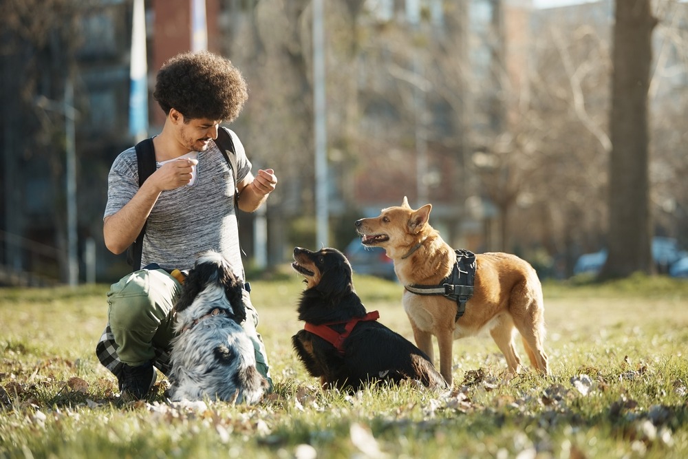 Ultimate Anxious Dog Training Guide!