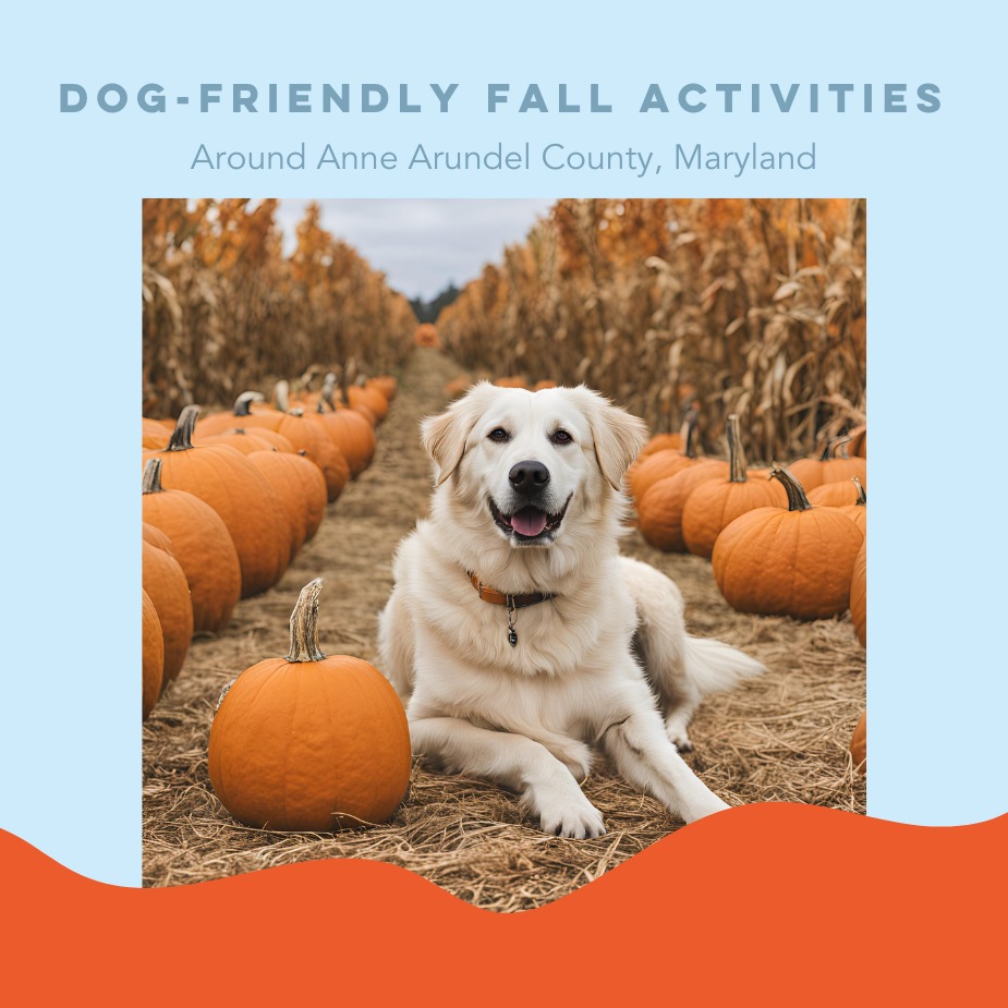 Dog Friendly Fall Activities Around Annapolis Maryland