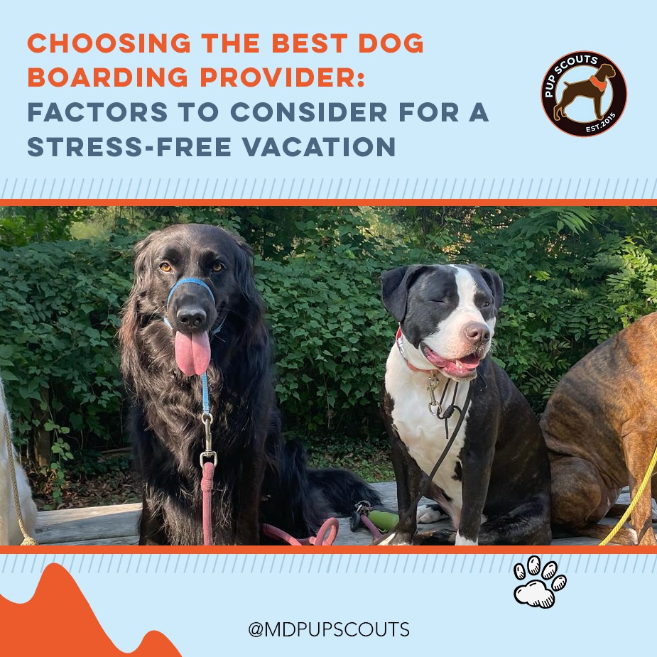 Choosing The Best Dog Boarding Provider: Factors To Consider For A Stress-Free Vacation
