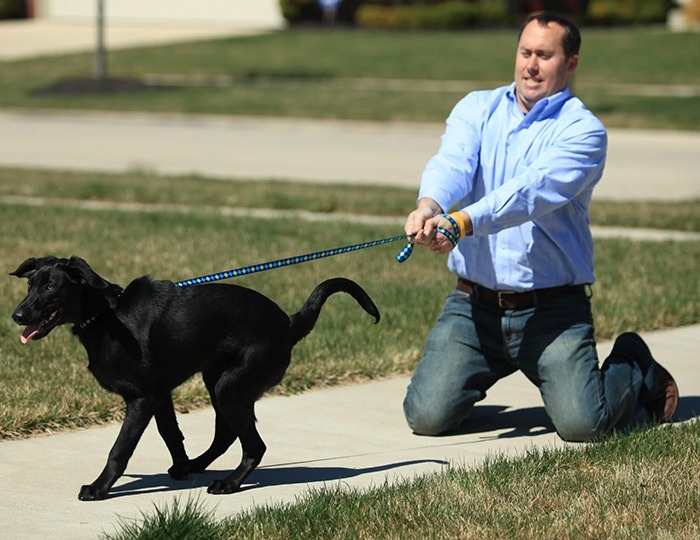 Aggressive Dog Training Guide