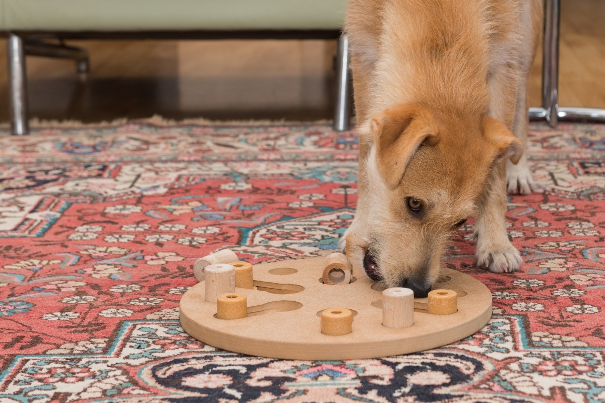 How To Get Your Dogs Attention When Distracted: An Experts Tips