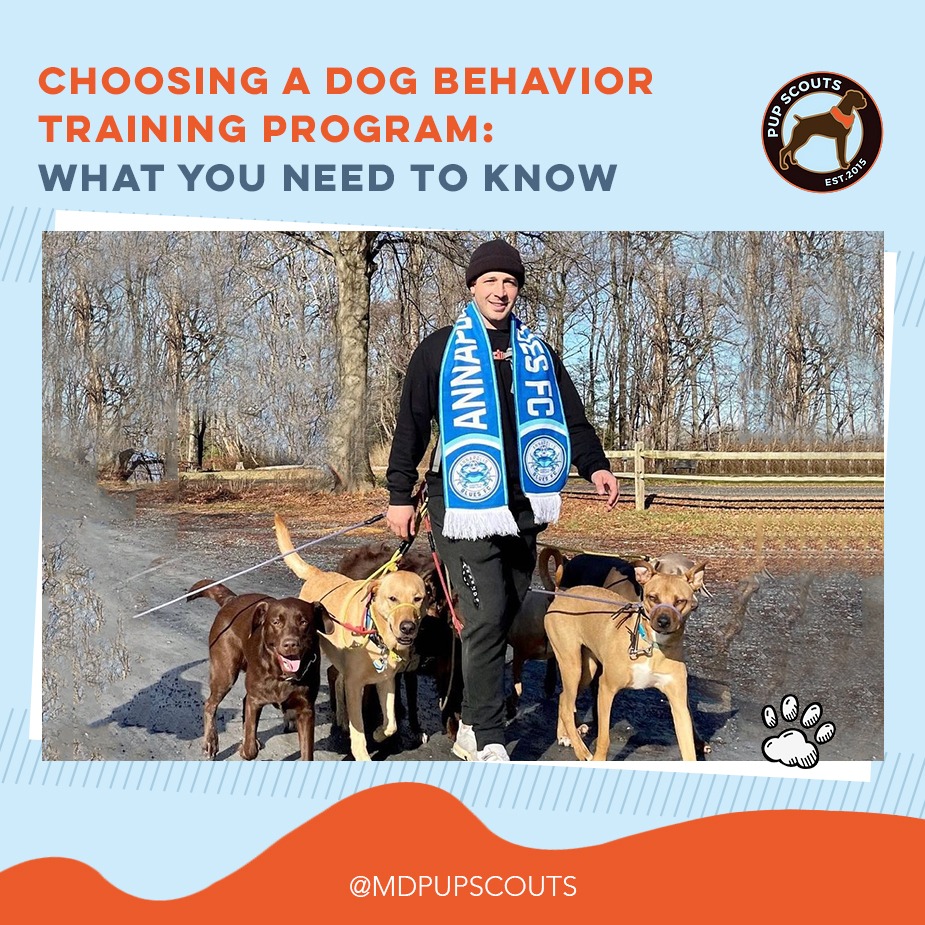 Choosing a Dog Behavior Training Program: What You Need to Know