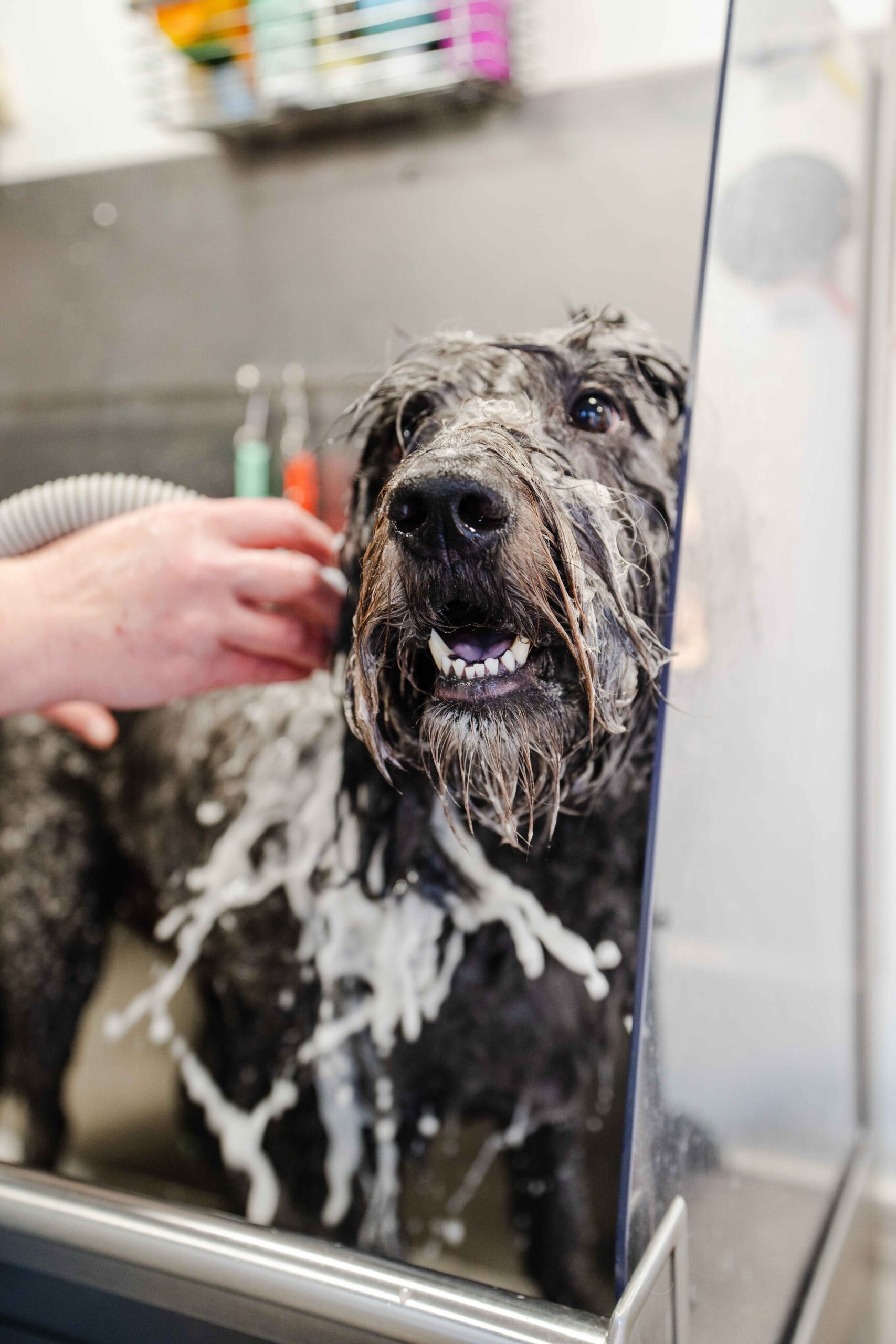 large dogs being groomed by a professional mobile groomer