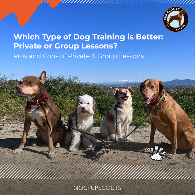Private Vs. Group Lessons. Which type of dog training is better?||Choose OC Pup Scouts for private and group training that cater to each dog's needs