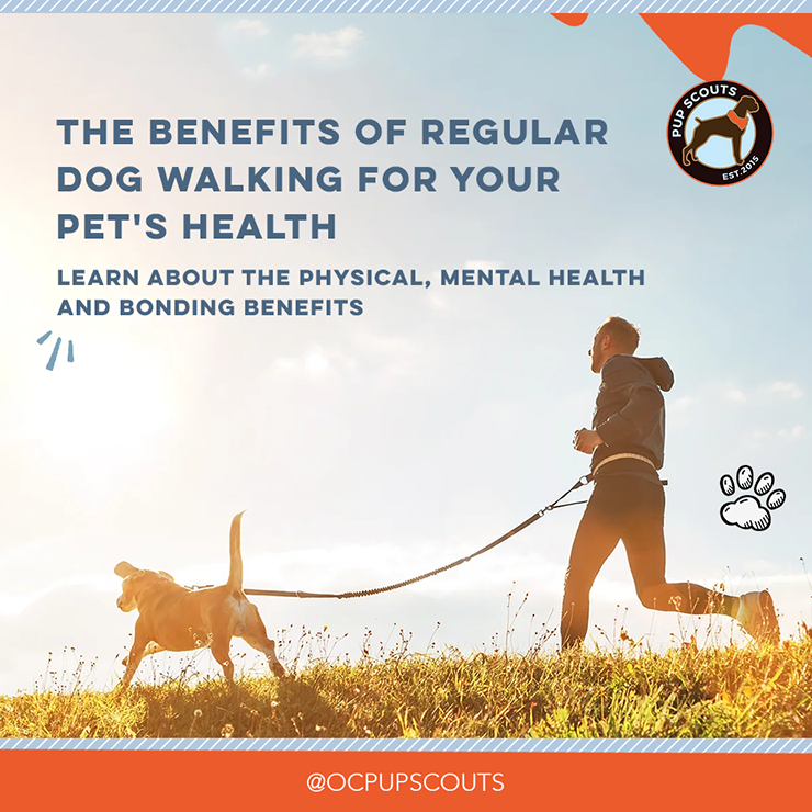 Learn about the benefits of regular dog walking for your pet’s health||Choose professional dog walkers if you need help walking your dog regularly