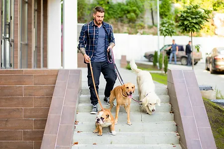 Additional Resources||get your dog attention||loose leash walking tips||How to train Your dog to walk on a leash
