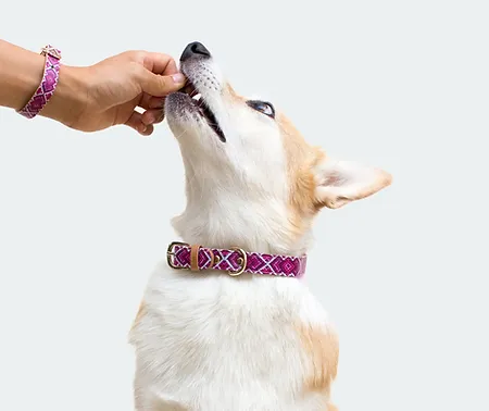 reward with food||how to teach eye contact||Dog Training Tips