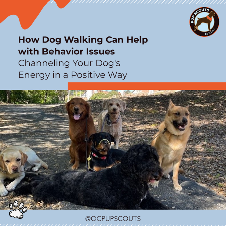 How Dog Walking Can Help with Behavior Issues||professional dog walking services